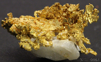 specimen_gold_4791-b